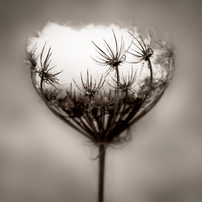 Plant with snow in winter