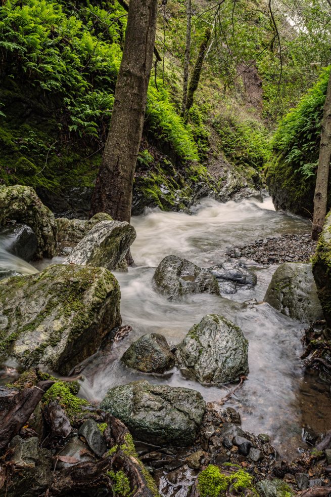 Stream in woods with rocks