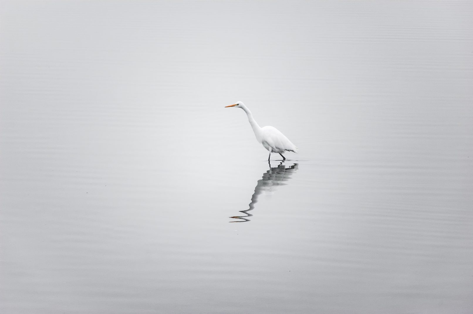 White bird wading through water