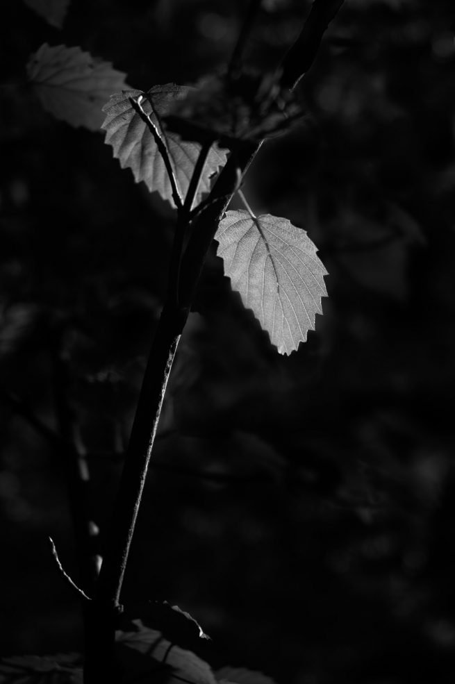 Brightly lit leaf