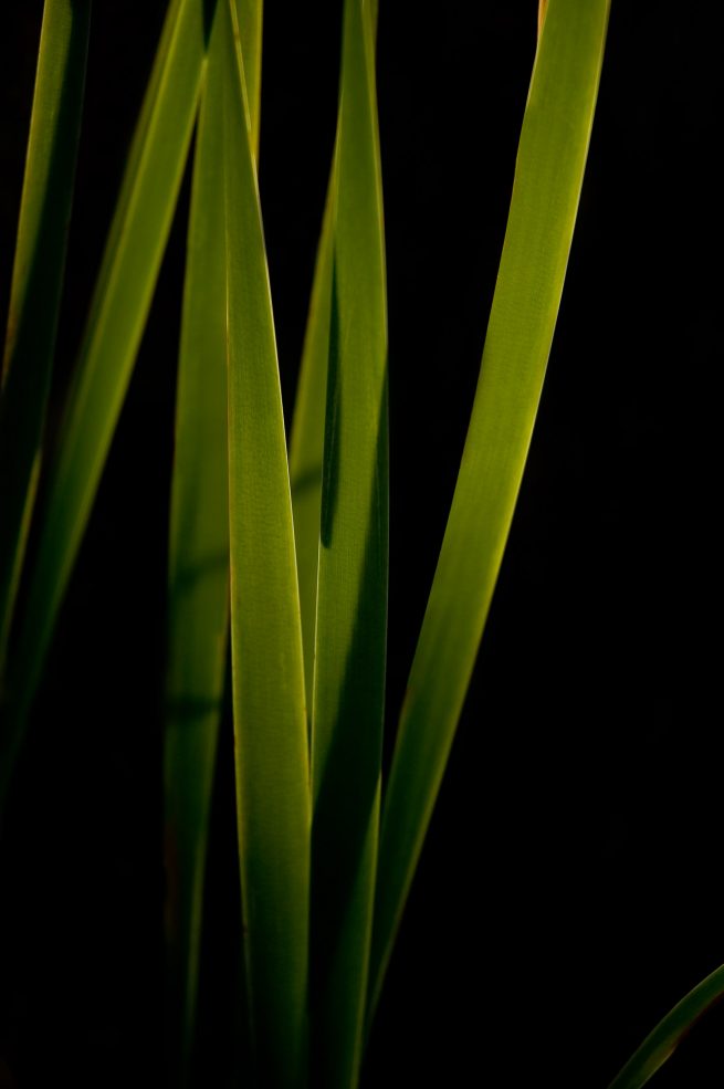 Backlit green leaves