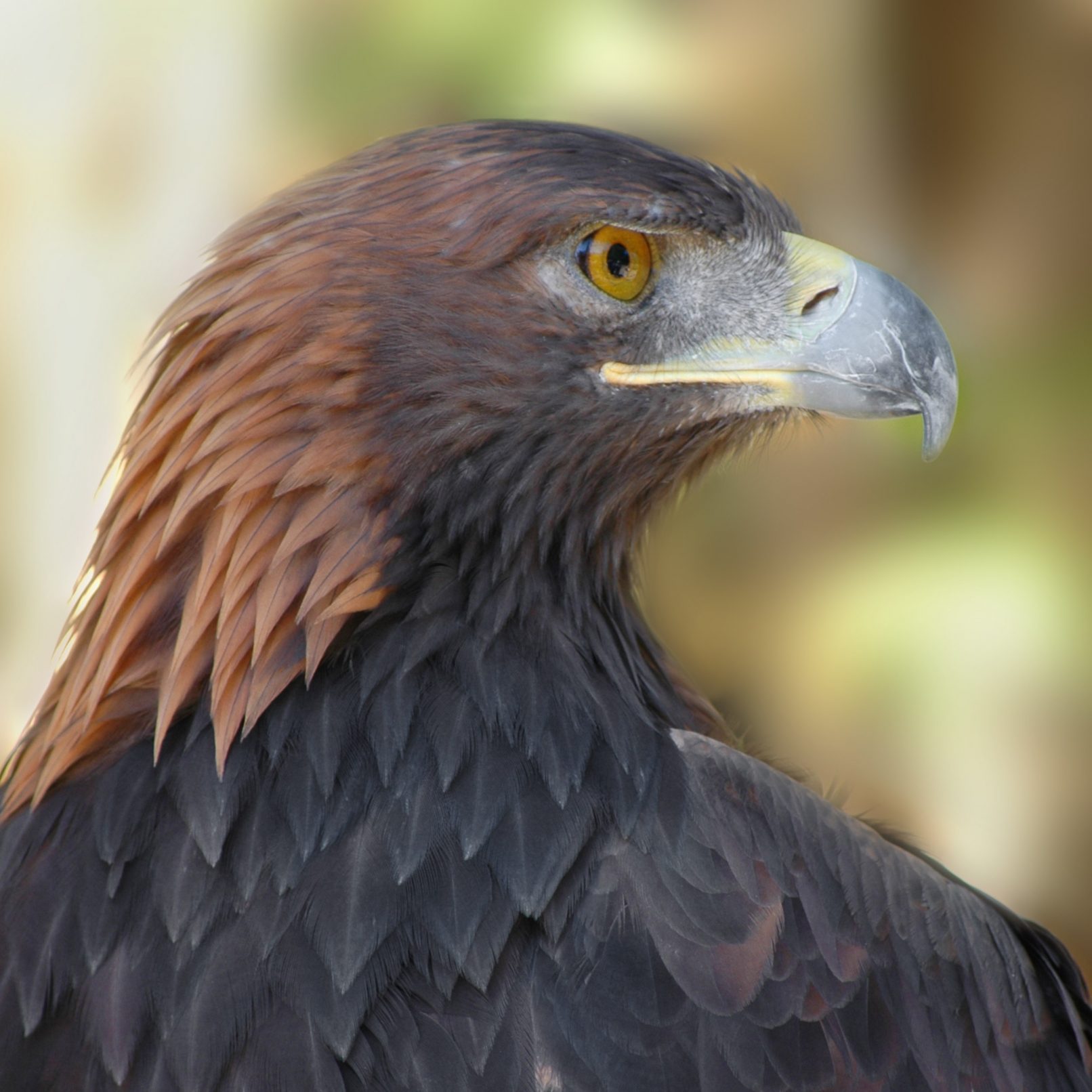 close up of hawk