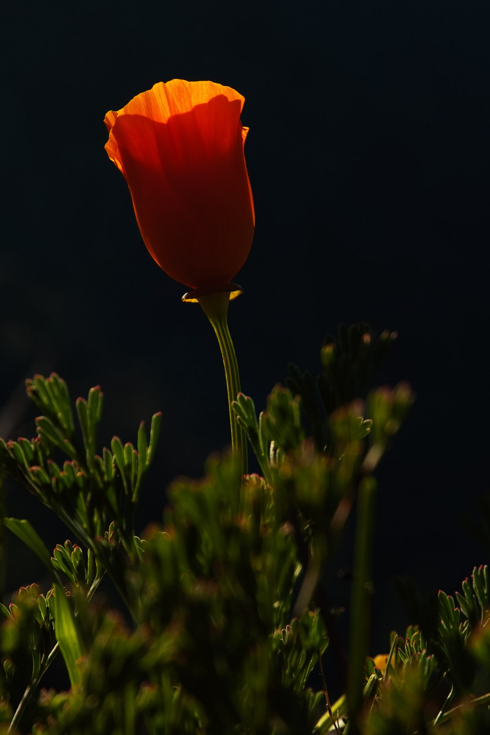 Backlit orange flower