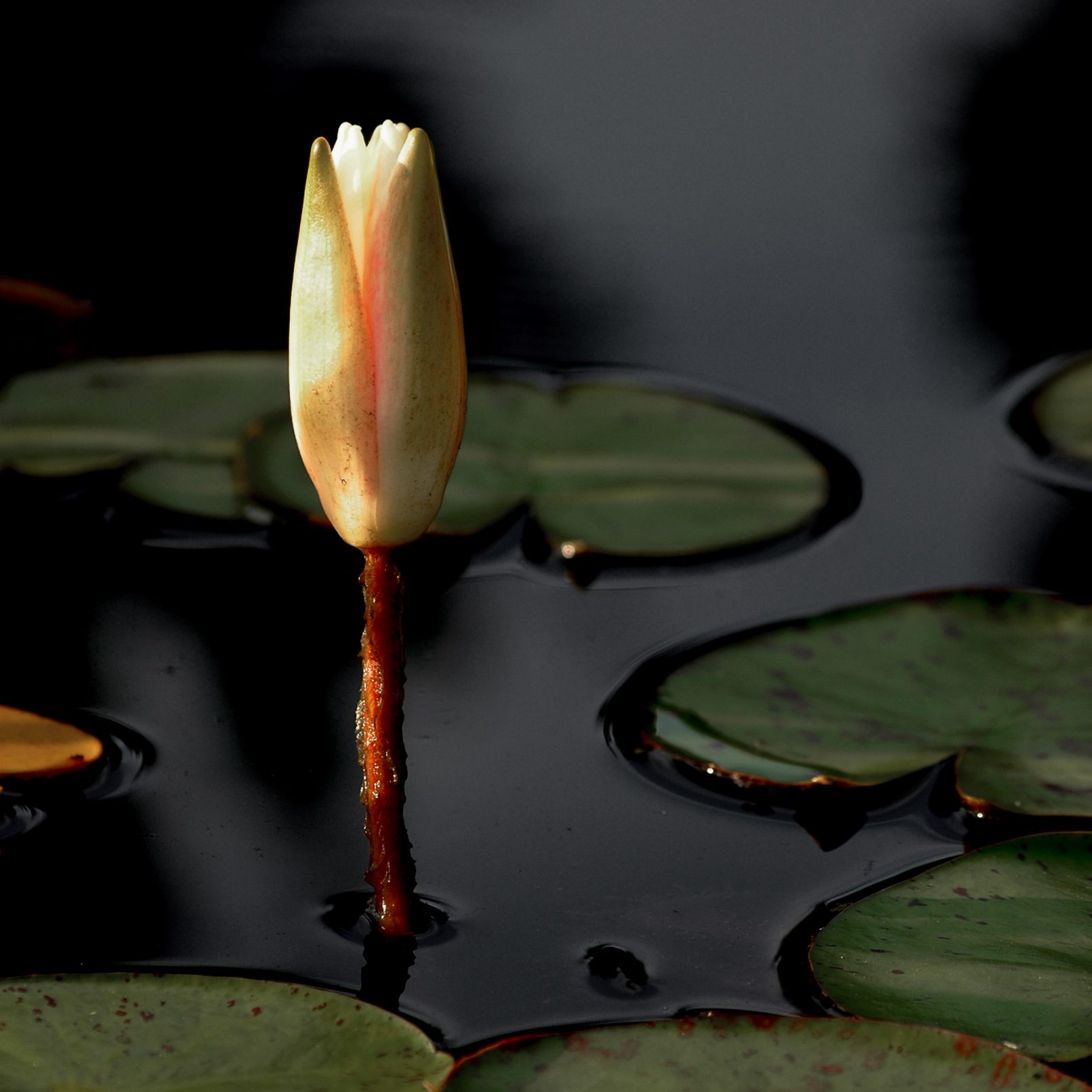 Closed flower in water with lily pads