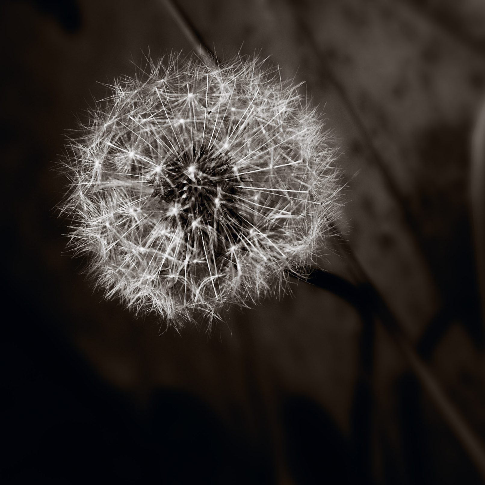 Seeds on dandelion