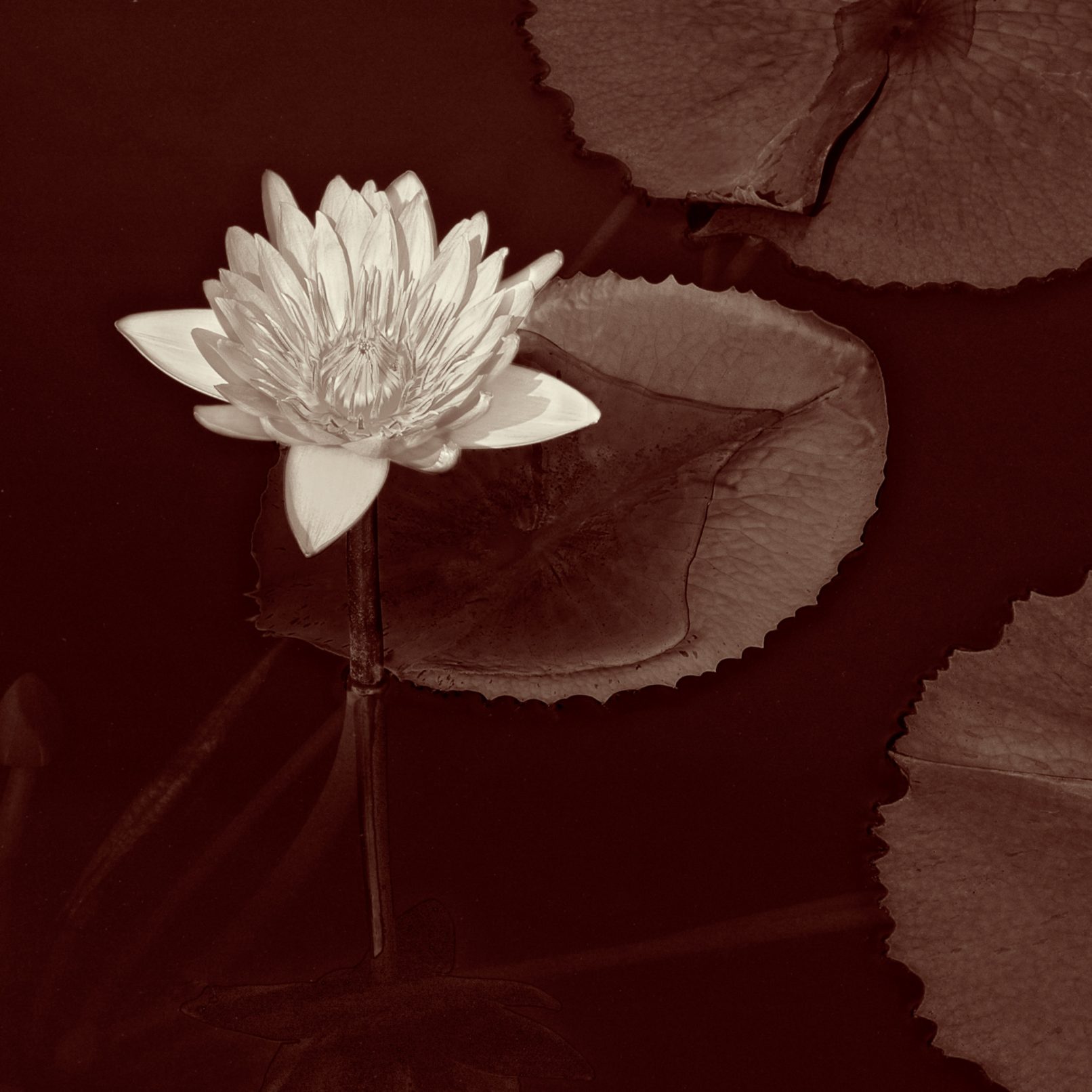 Flower in water with lily pads