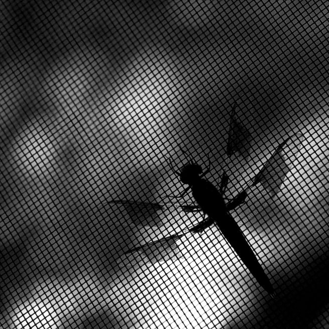 Dragonfly on window screen