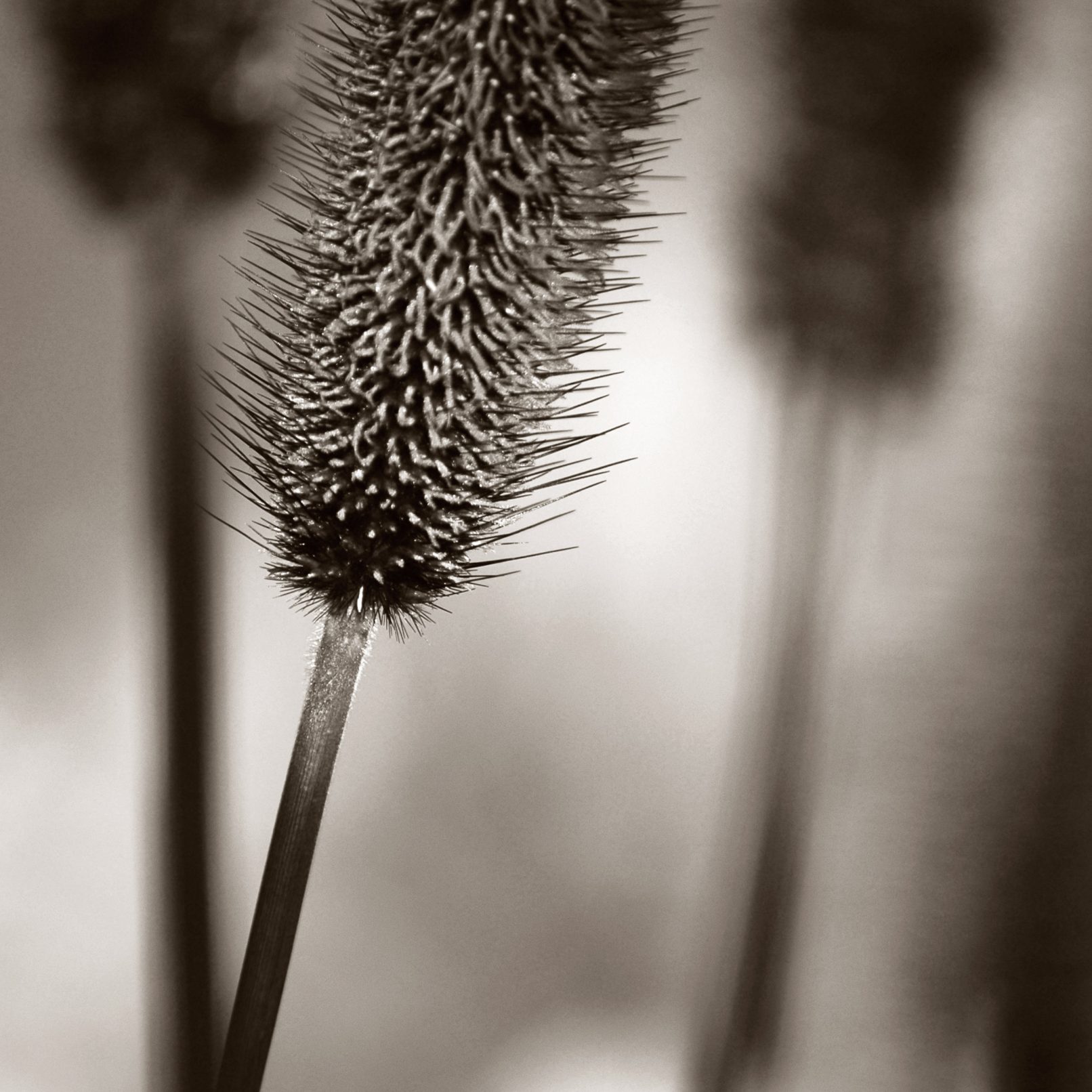 Prickly thing