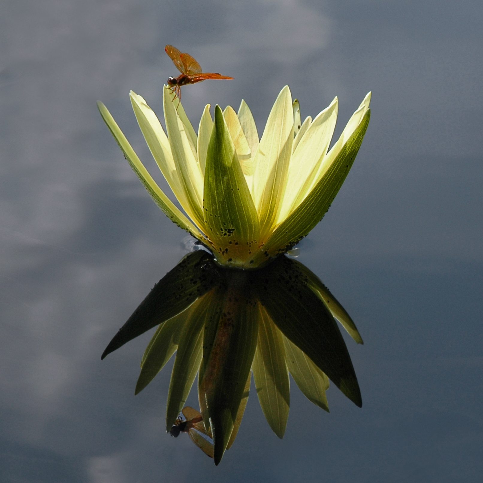 Plant in water with orange fly