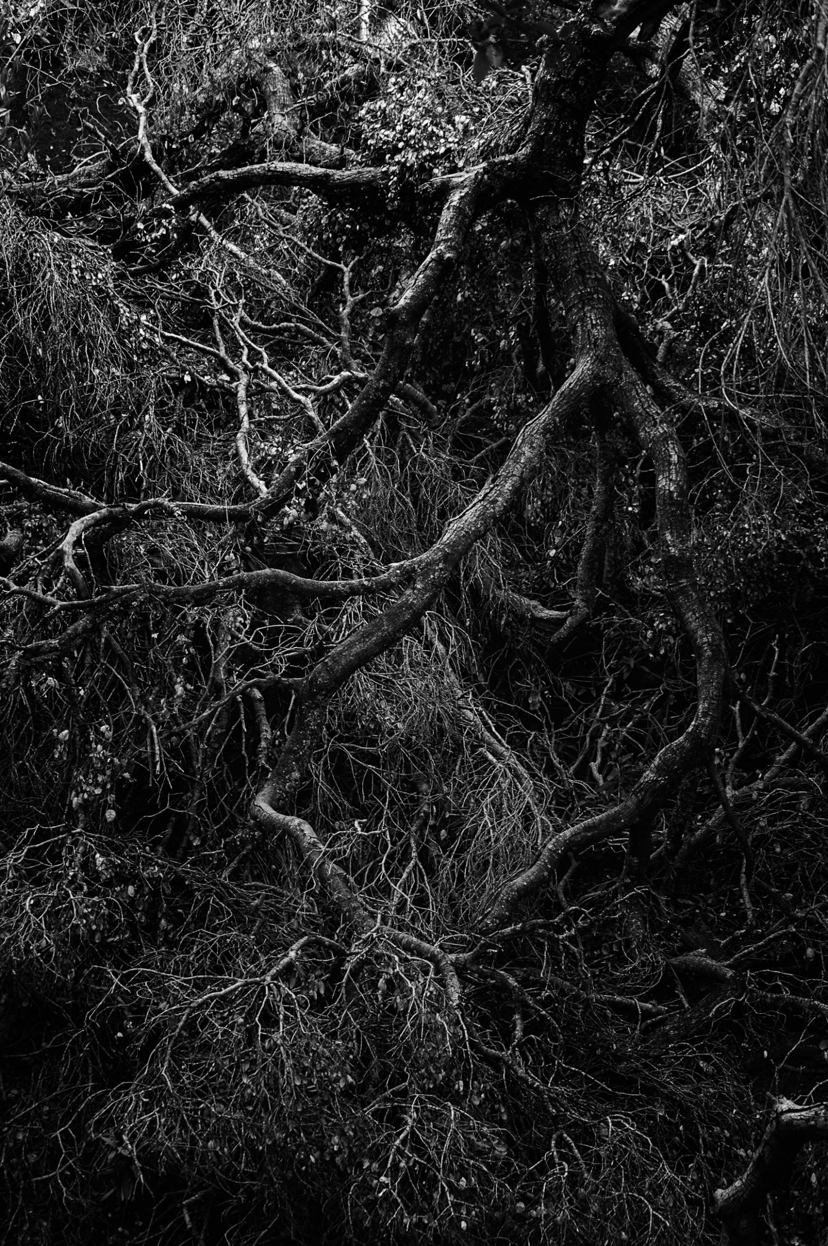 Old gnarly tree