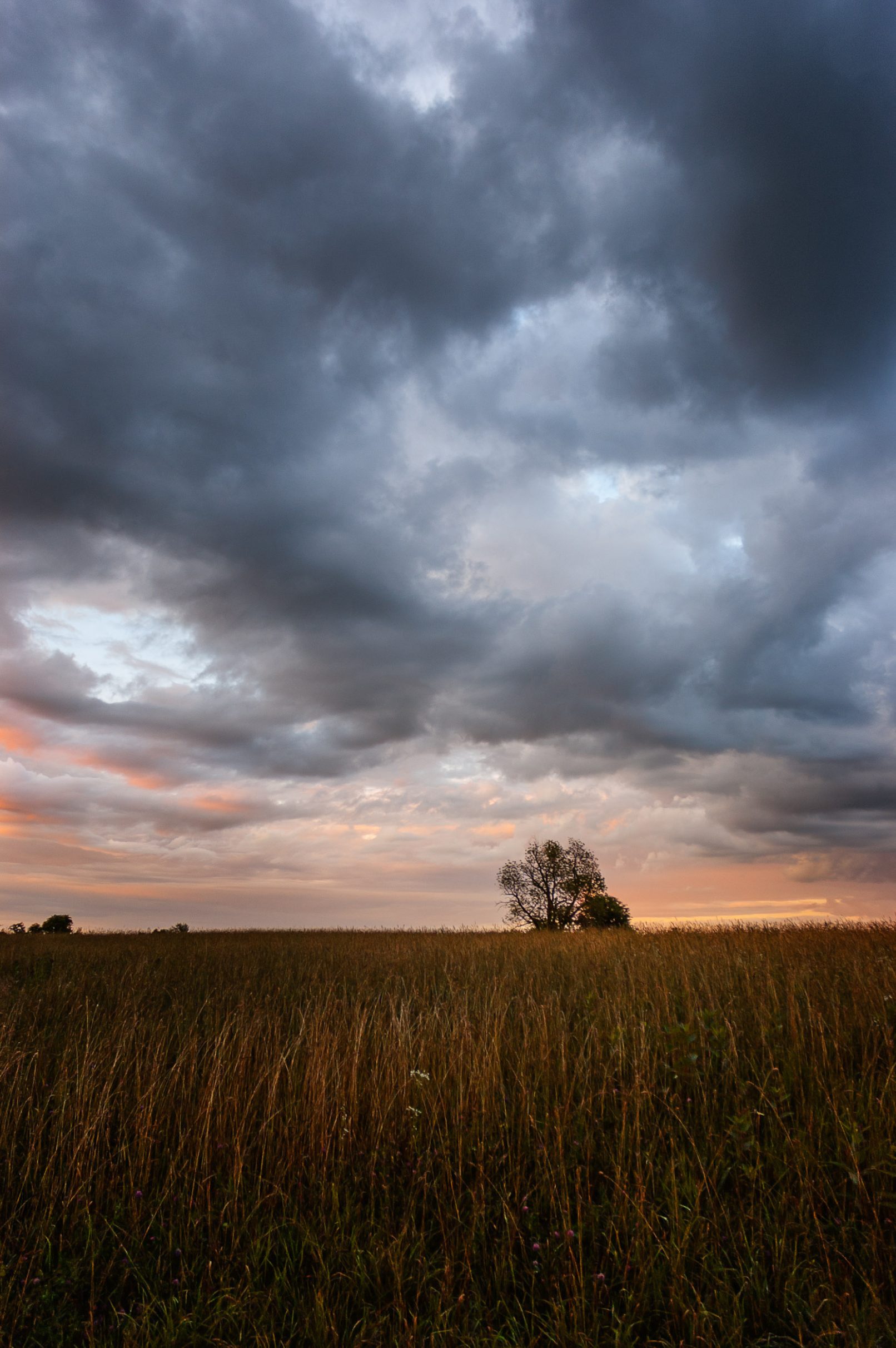 Grassy field with tree, clouds and evening light