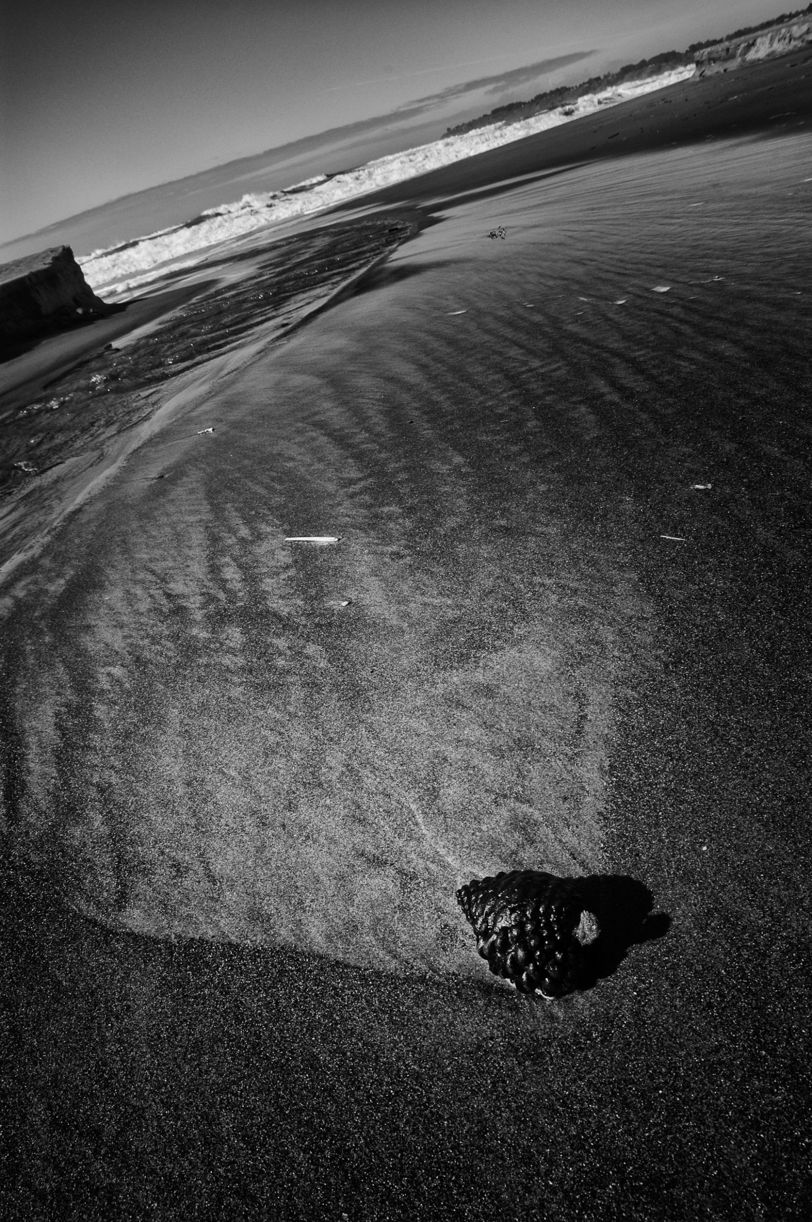 pine cone on beach