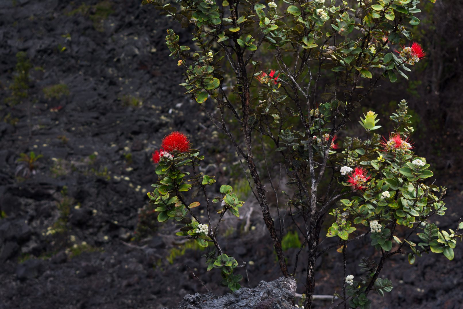 Hawaii bush with red flowers