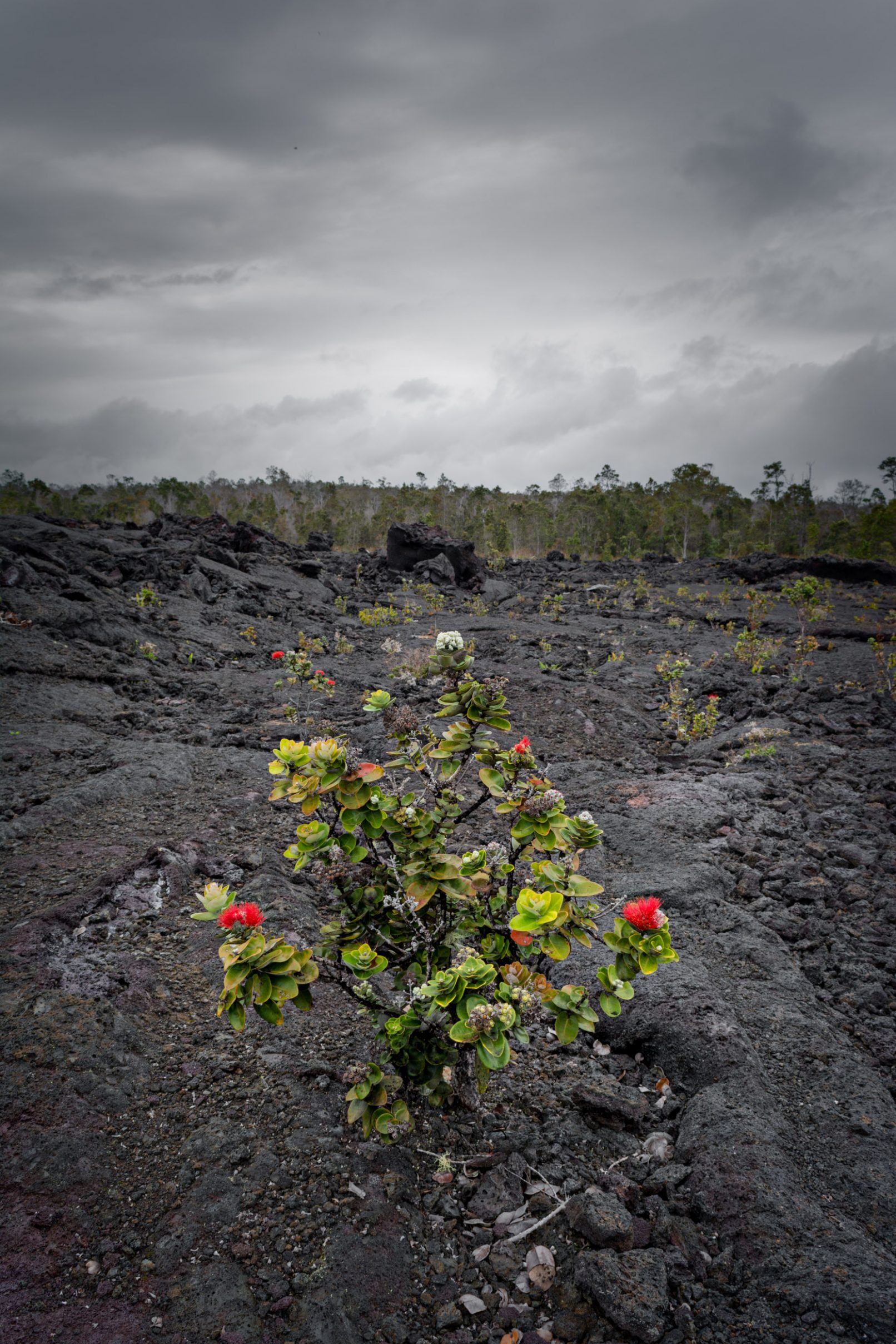 Hawaii lava rock with bush with red flowers