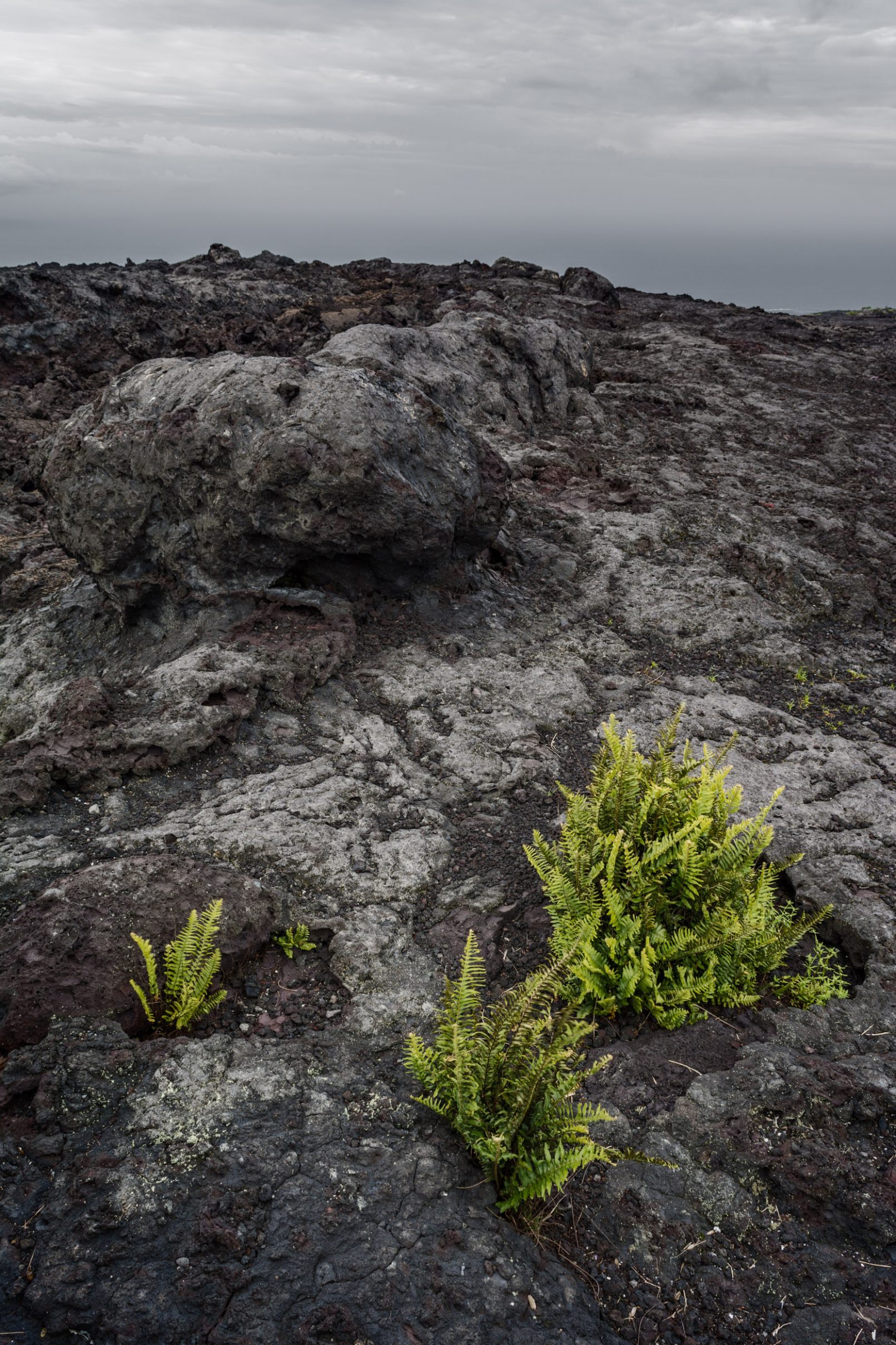 Hawaii lava rock with plants