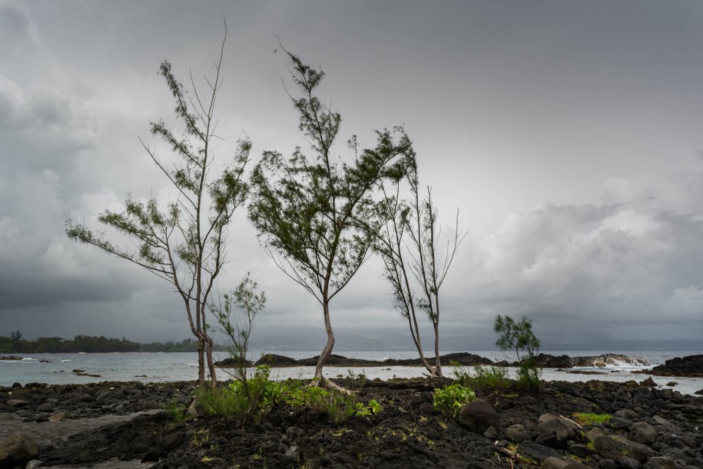 Hawaii trees with stormy sky