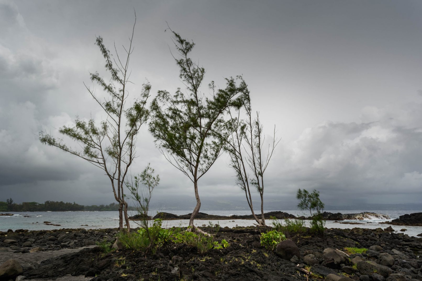 Hawaii trees with stormy sky