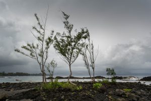 Hawaii trees with stormy sky
