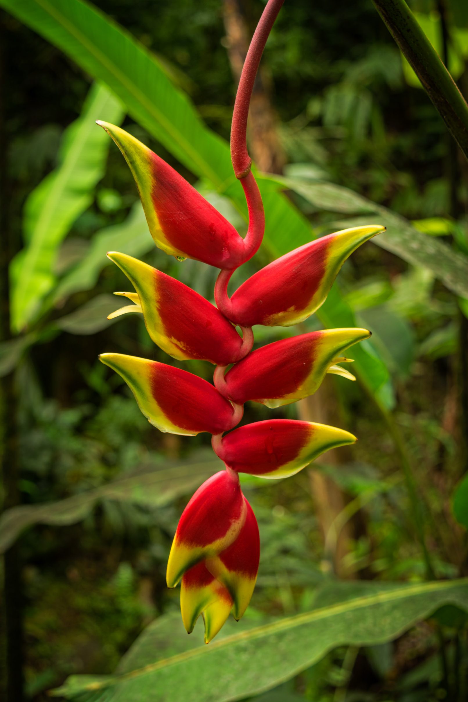 Hawaii Tropical Botanical Garden, Heliconia
