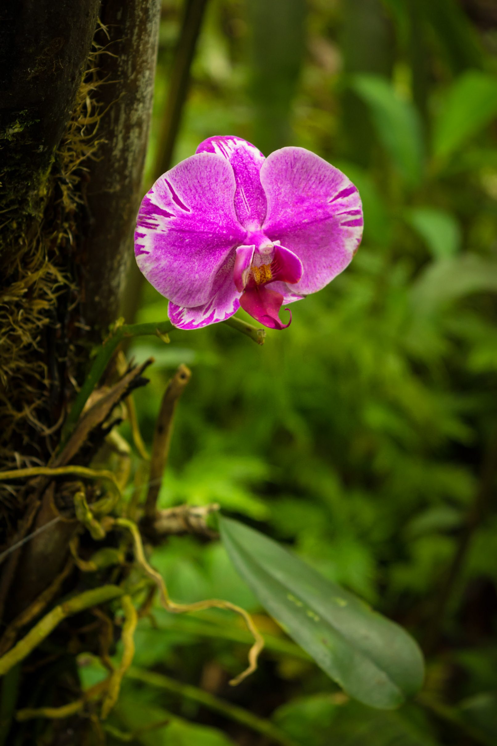 Hawaii Flower
