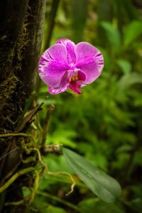 Hawaii Flower