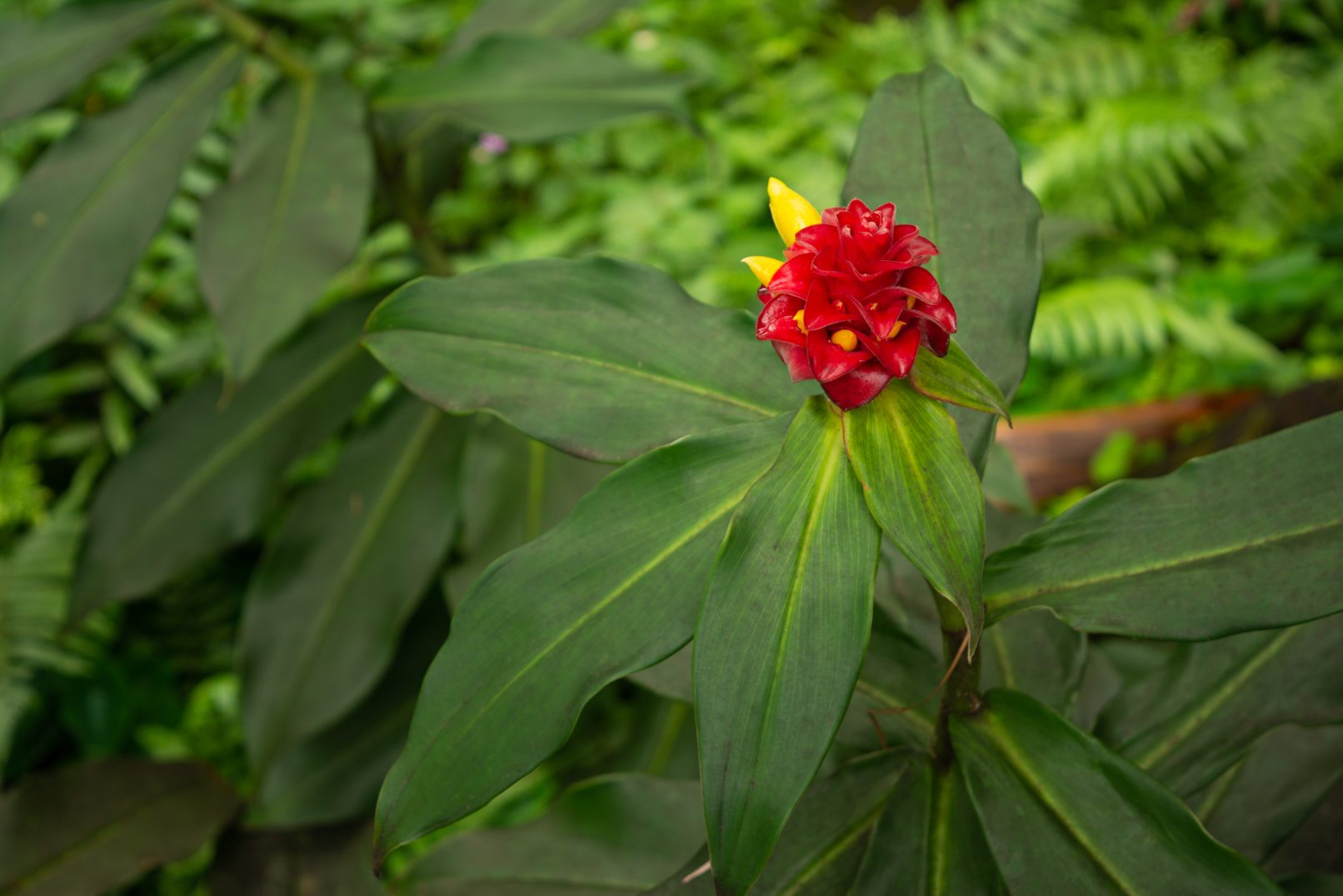 Hawaii Tropical Botanical Garden flower