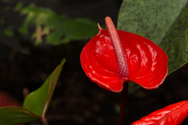 Hawaii Tropical Botanical Garden, Anthurium