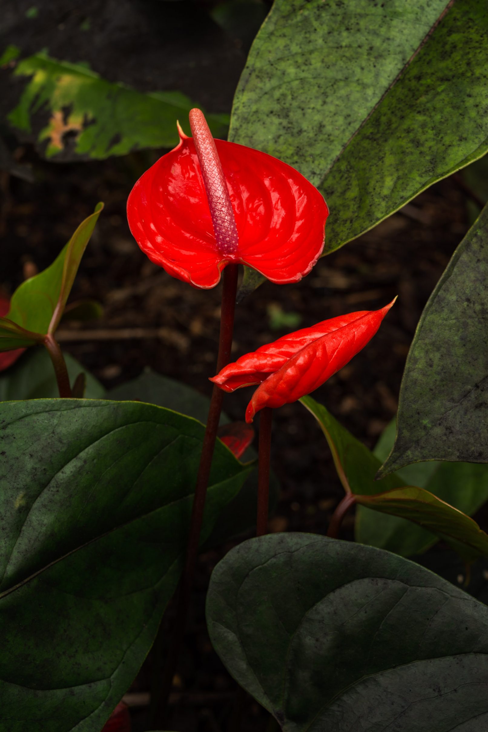 Hawaii Tropical Botanical Garden, Anthurium