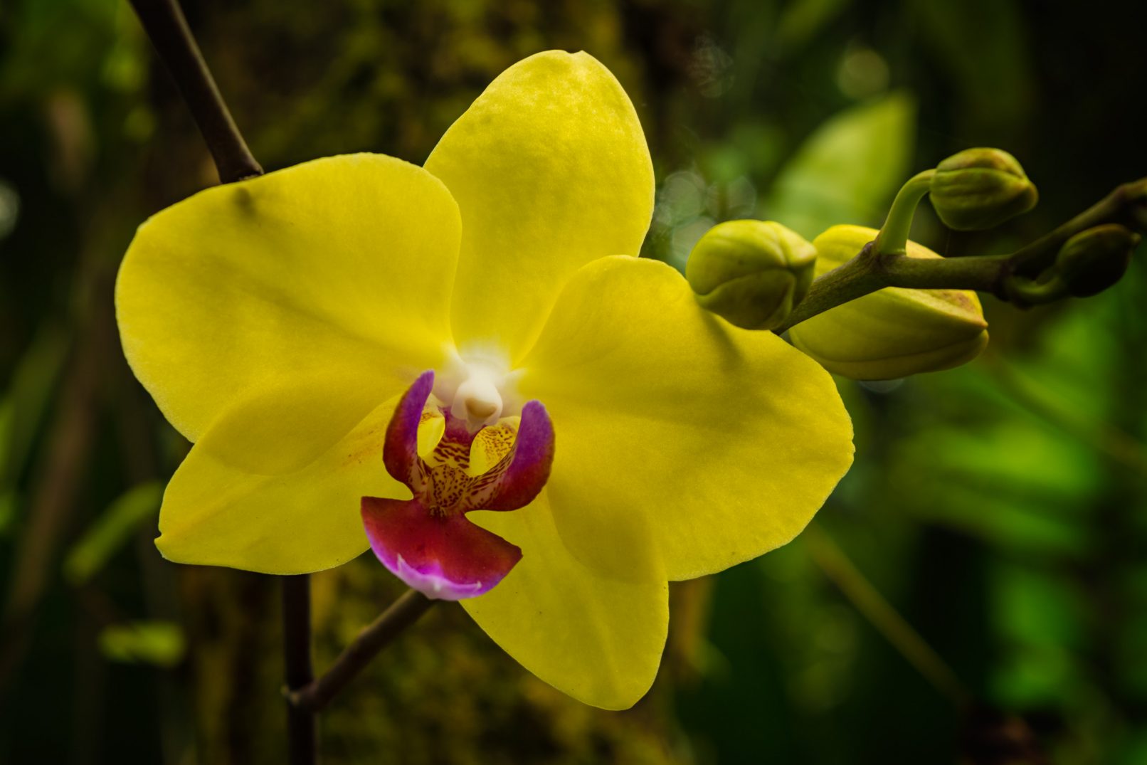 Hawaii Tropical Botanical Garden, flower