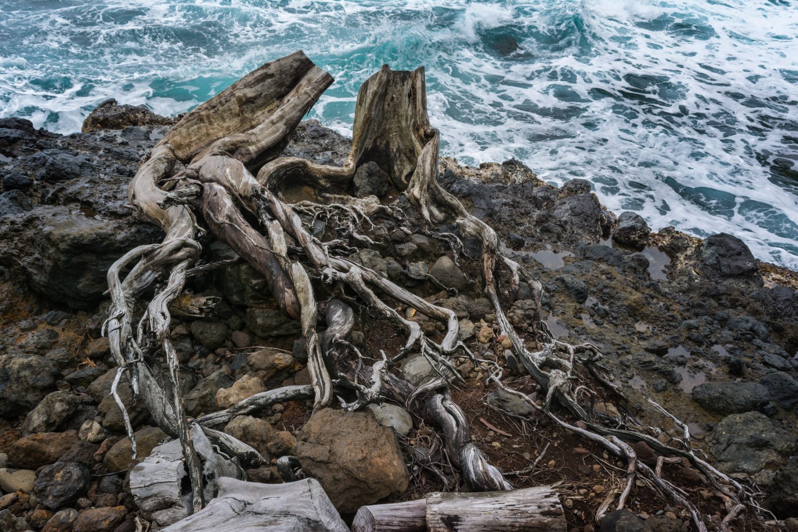 Hawaii tree roots at ocean