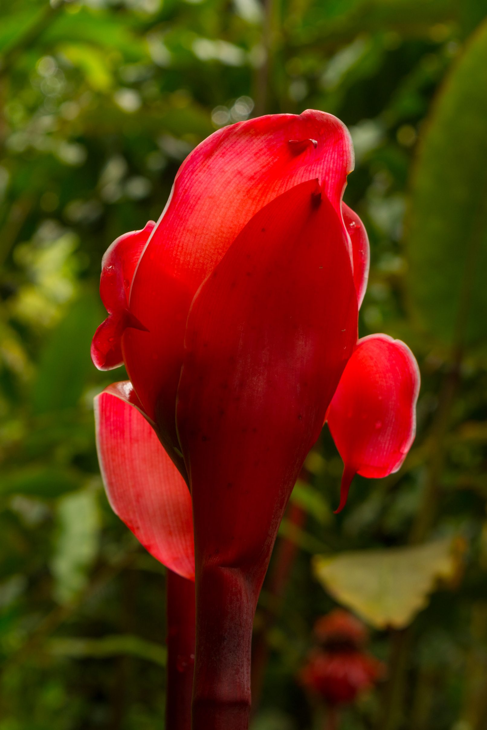 Hawaii Tropical Botanical Garden, red flower