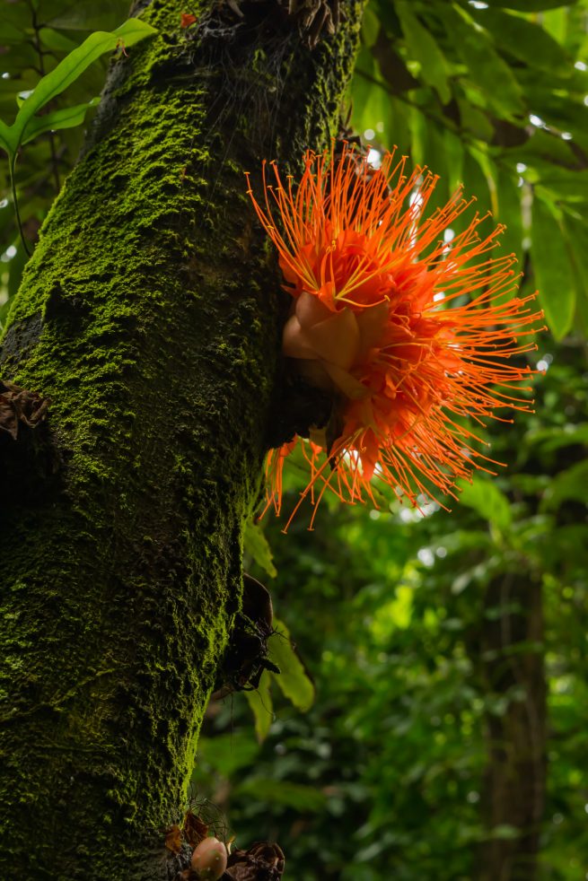 Hawaii Tropical Botanical Garden, Fabaceae (Bean) tree