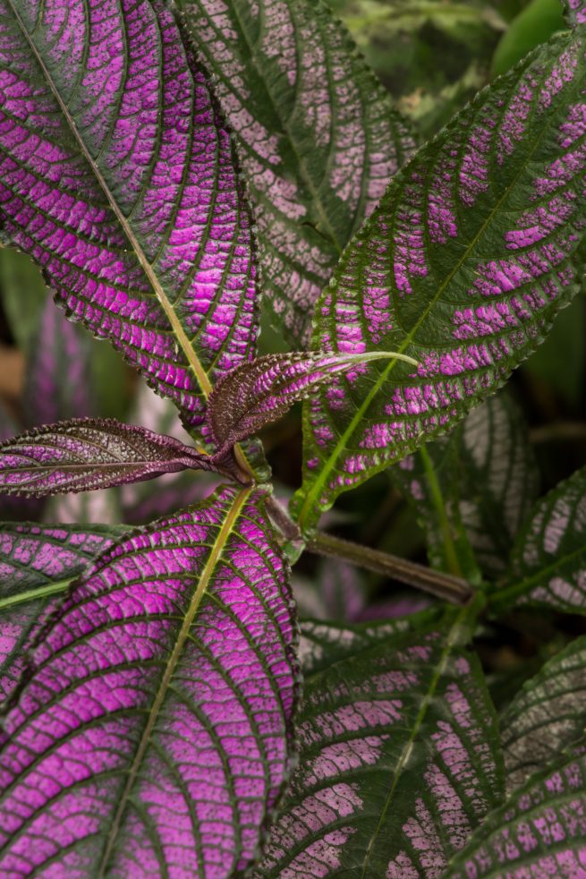 Hawaii colorful plant leaves