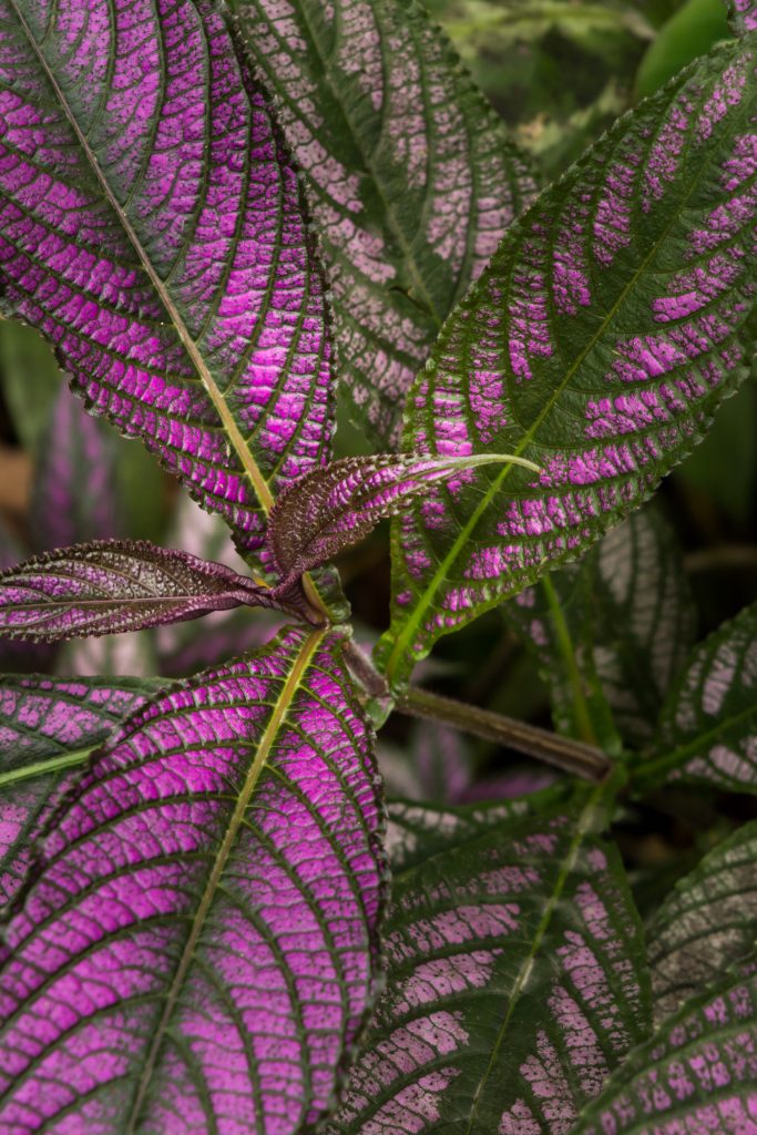 Hawaii colorful plant leaves