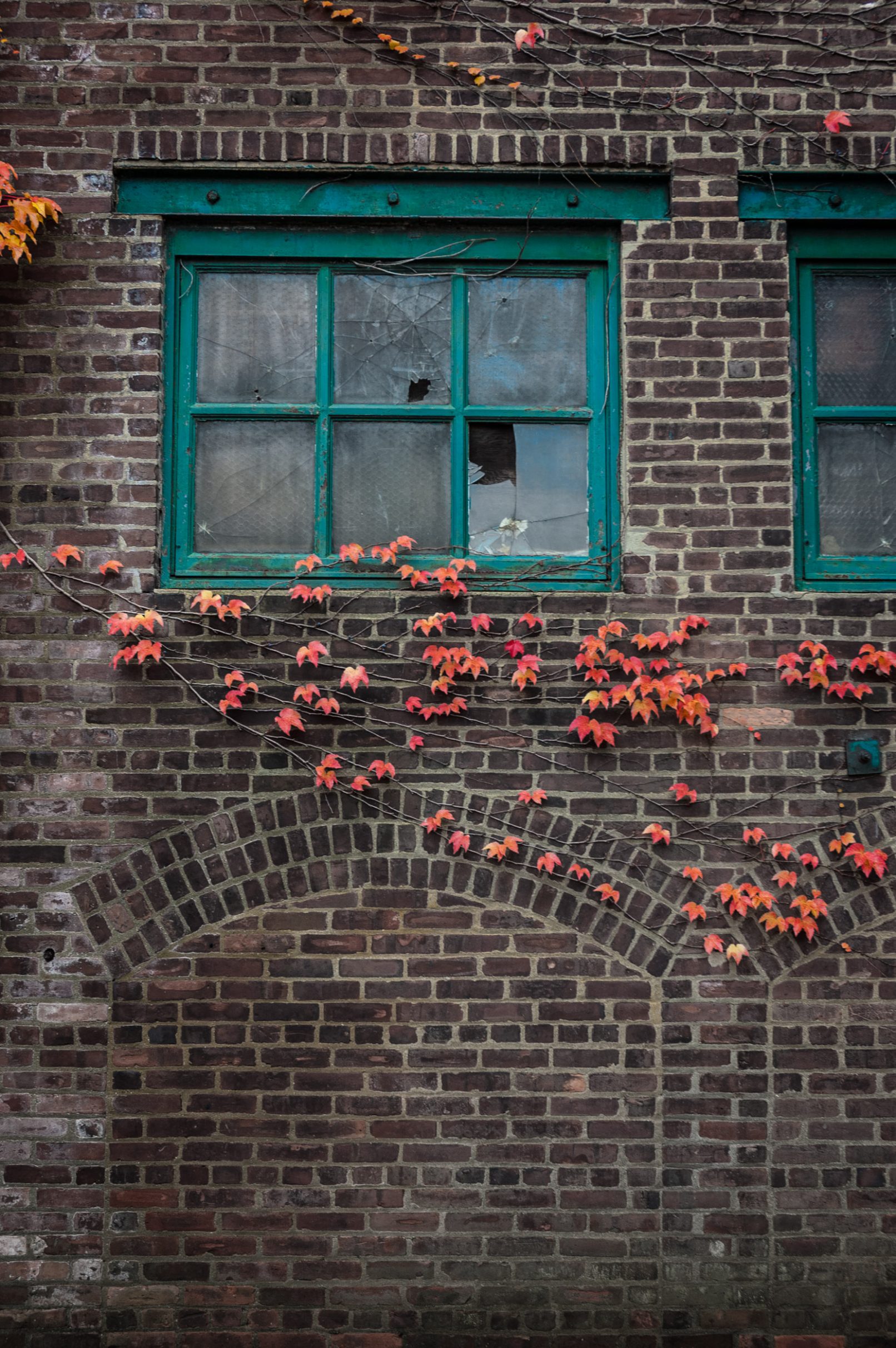 Colored leaf vines on old factory bricks
