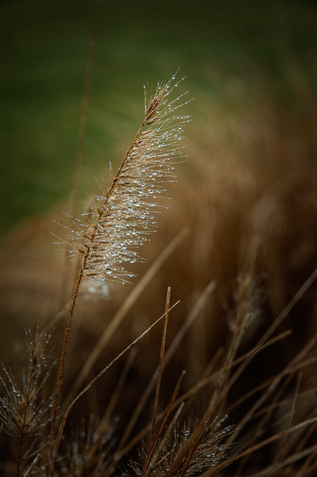 Flora in field with water droplets