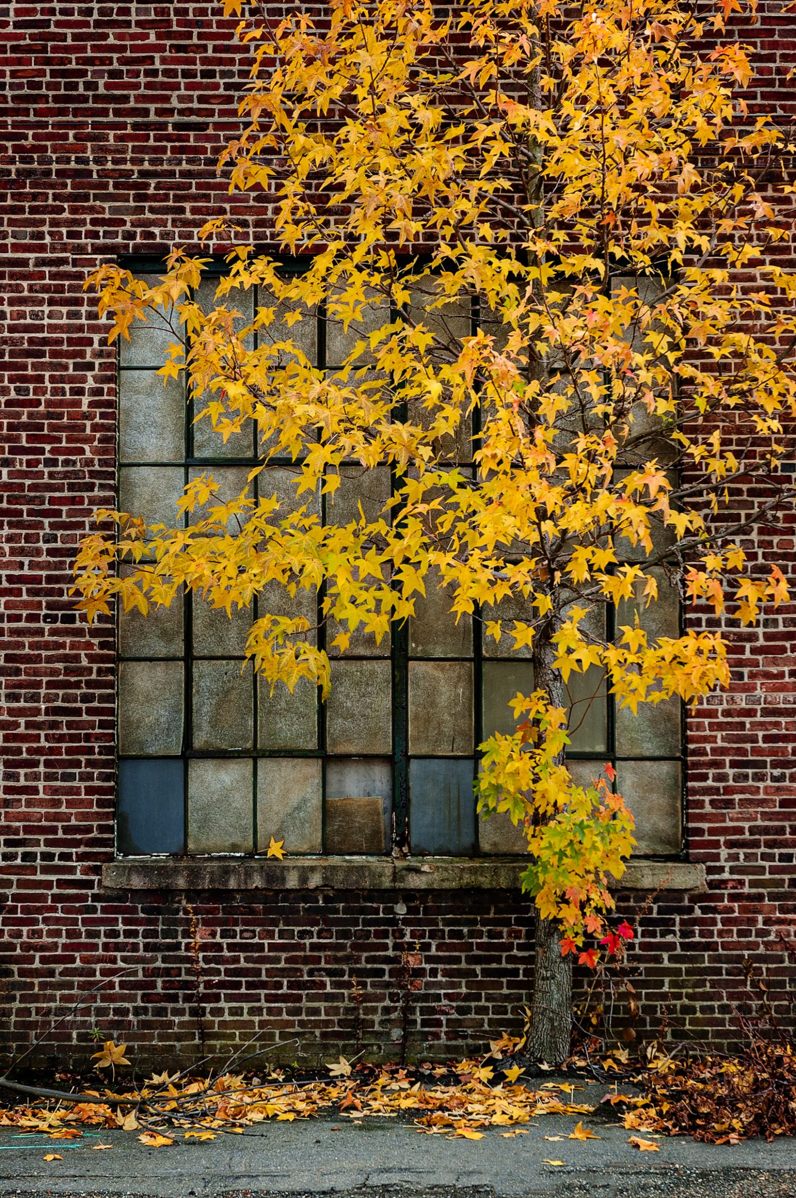 Tree with golden leaves in front of old factory window