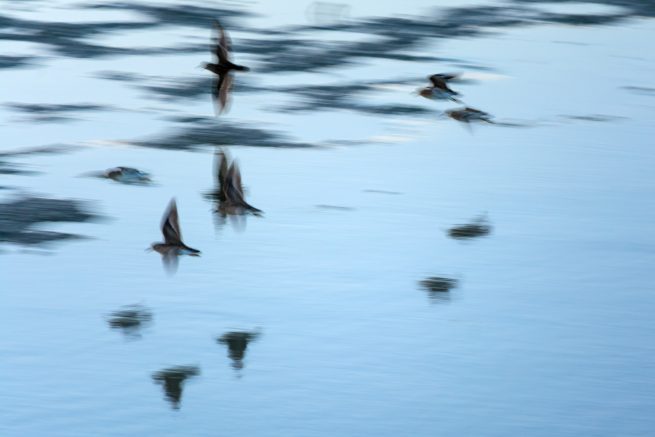 Birds in flight over water