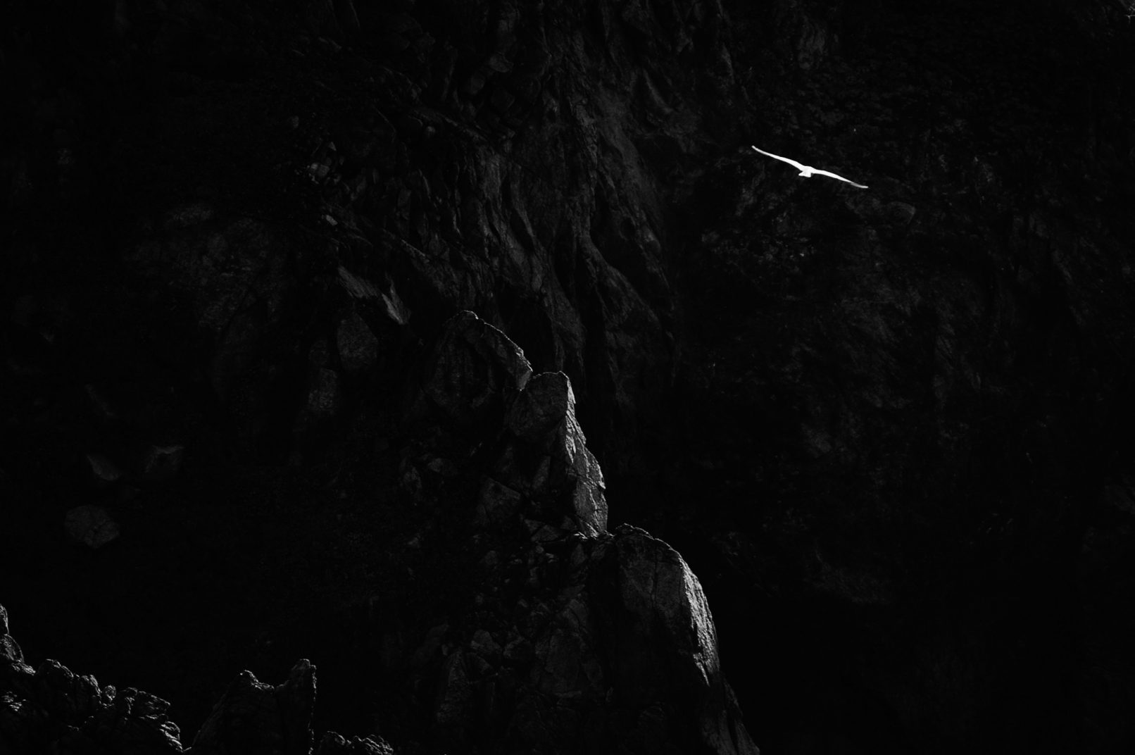 Seagull flying over rocks