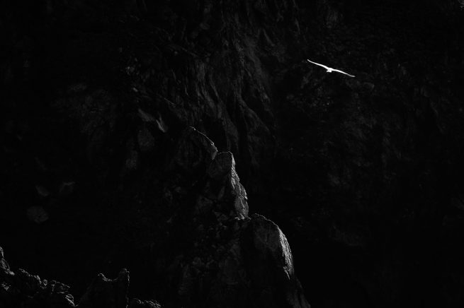 Seagull flying over rocks