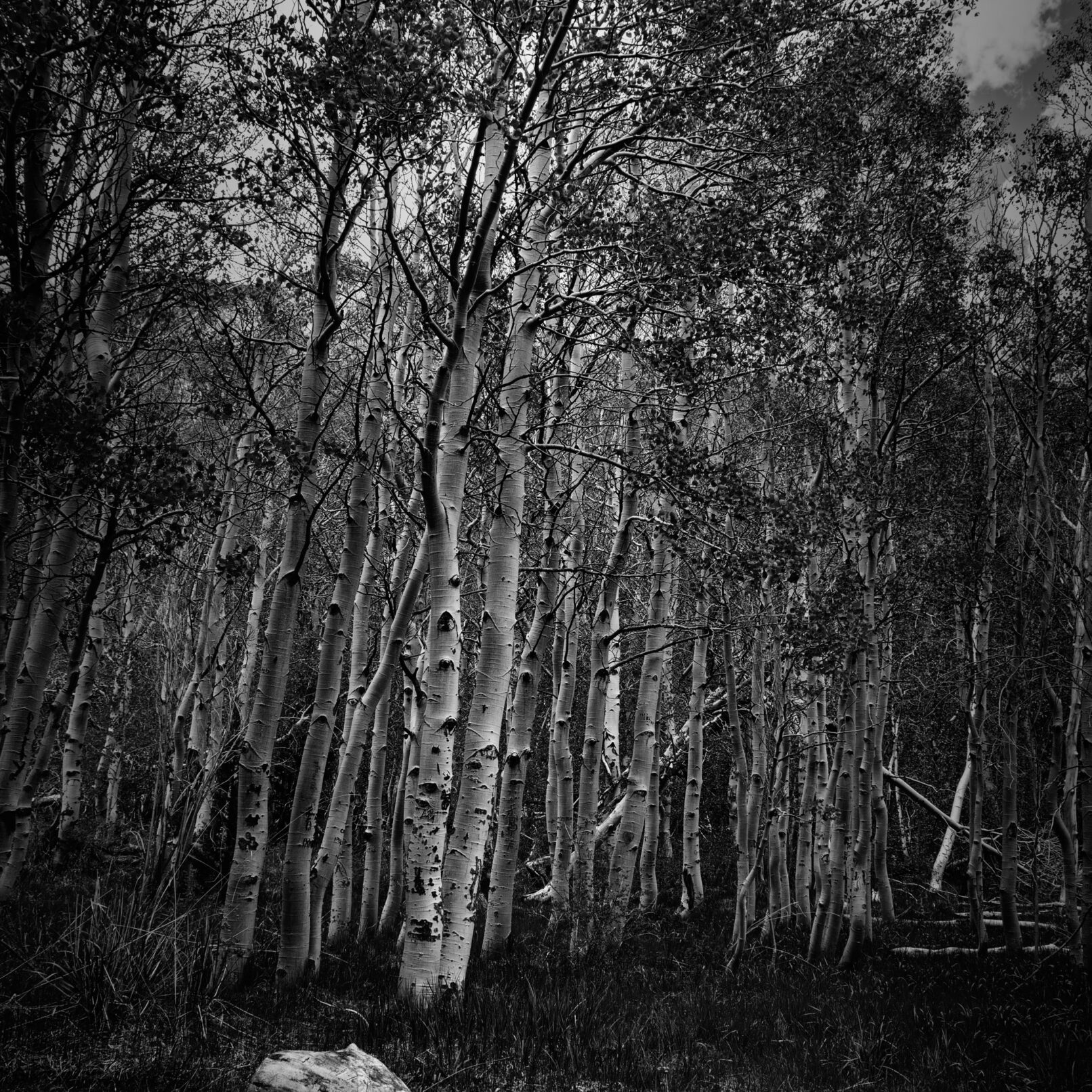 Birch trees in Sierras