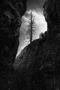 Rock formation with tree at Bryce Canyon, Utah