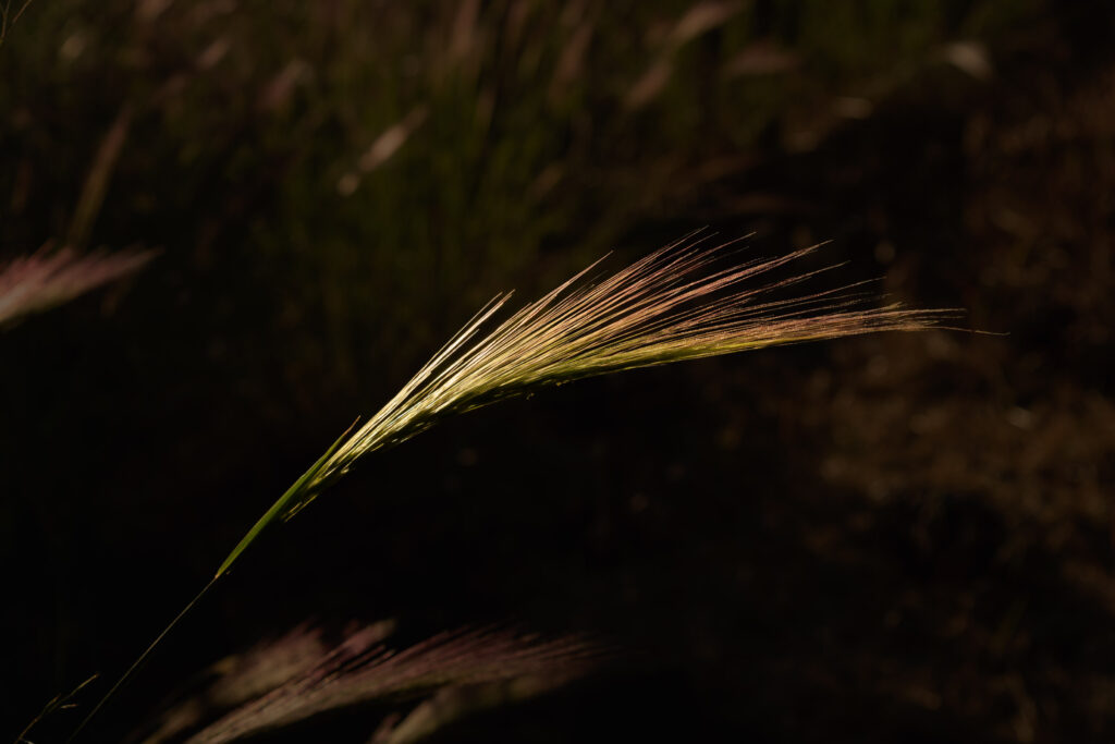 Sunlit fern