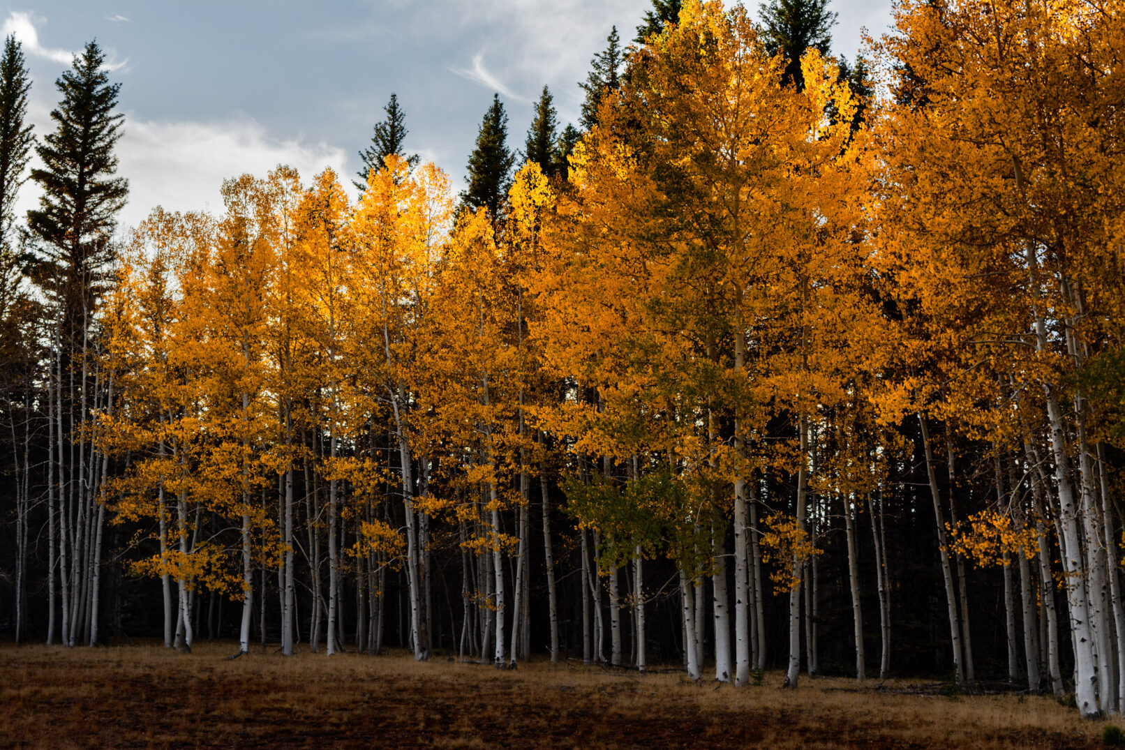 Autumn yellow trees in Arizona