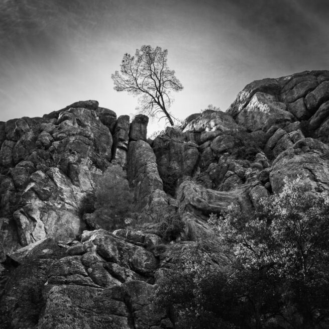 Tree on Cliff in Pinnacles National Park, California