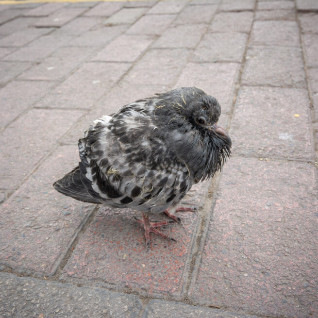 Unkempt Pigeon