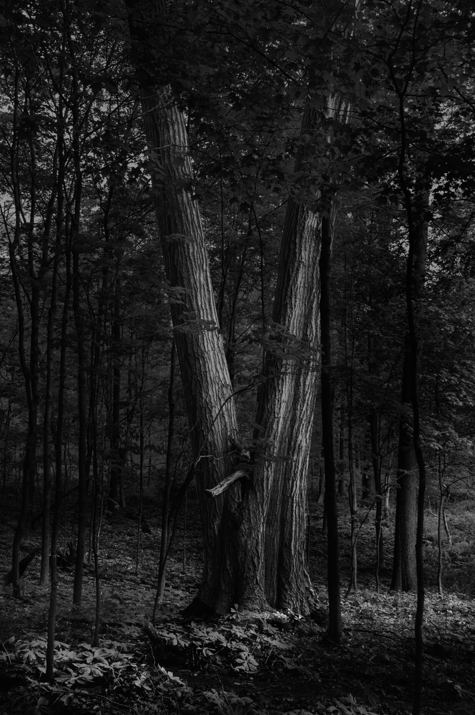 Tree in woods