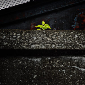 Plant on concrete