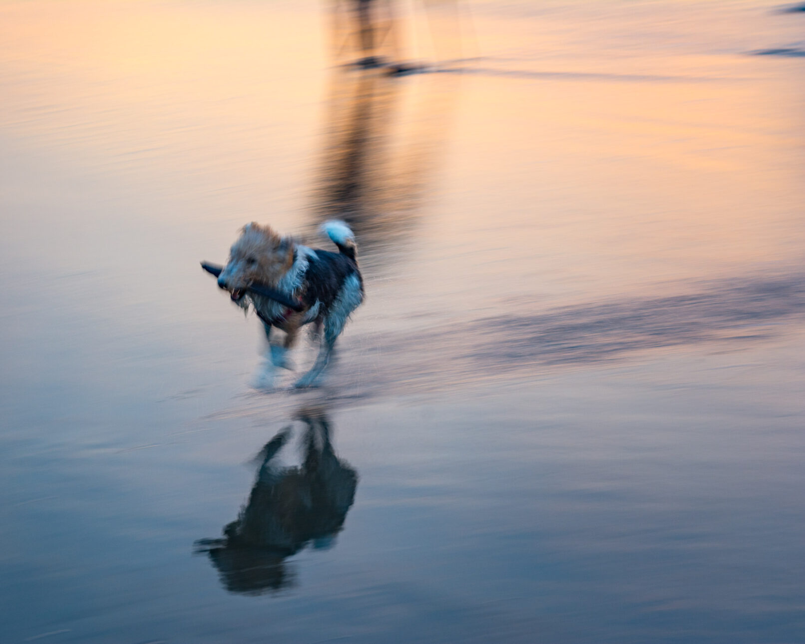 Little dog on beach with stick