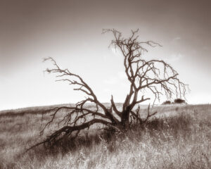 Gnarly bare tree